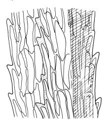 Dicranoloma robustum representative growth form, upper laminal cells from costa to margin, c. 2 mm below apex. Drawn from R.P. Buxton 434, CHR 436824, A.J. Fife 8402, CHR 460630, and A.J. Fife 7526, CHR 406908.
 Image: R.C. Wagstaff © Landcare Research 2018 